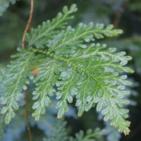 Selaginella willdenowii (Desv.) Baker